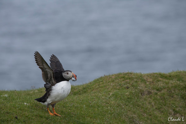 Macareux moine,Hermaness,Unst
