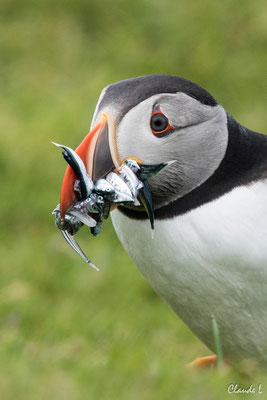 Macareux moine,Hermaness,Unst