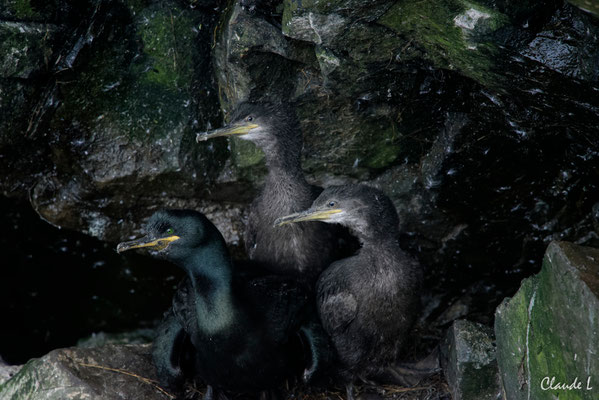 Cormoran Huppé,Ile de Mousa