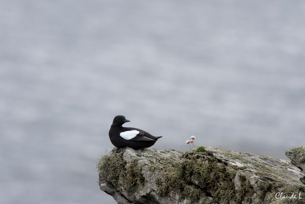 Guillemot à miroir,Ile de Mousa