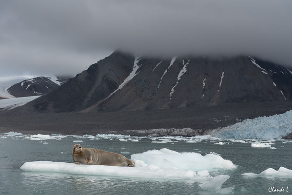 Baie du Roi, Phoque barbu, Spitzberg, Svalbard