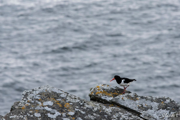 Huitrier Pie,Ile de Mousa