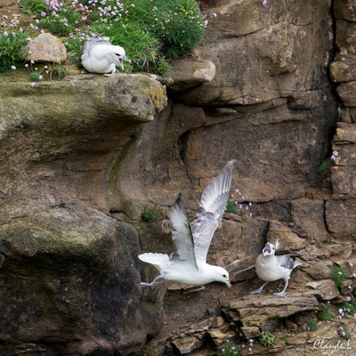 Fulmar Boréal