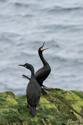 Cormoran Huppé,Ile de Mousa