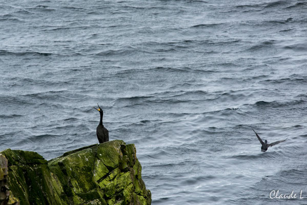 Cormoran Huppé,Ile de Mousa
