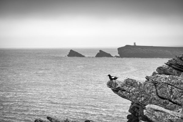 Guillemot à miroir,Ile de Mousa