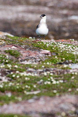 Iles Andoyane, Labbe parasite