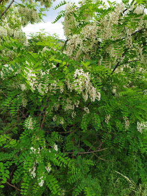 Acacia en fleur