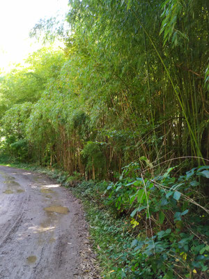 Vallée de l'Ouche bordée de bambous...