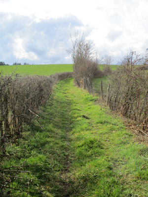 Chemin de Mollemant