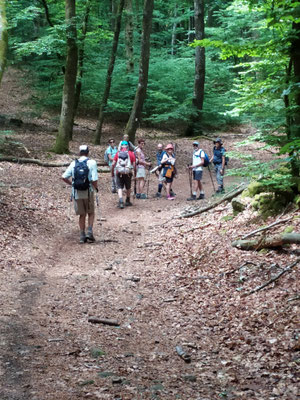 Dans la forêt