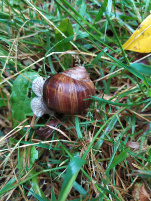 Que serait la Bourgogne sans escargots