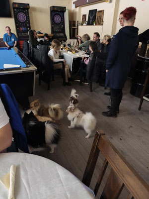 Alle Hunde konnten sich wieder ohne Einschränkung frei bewegen.