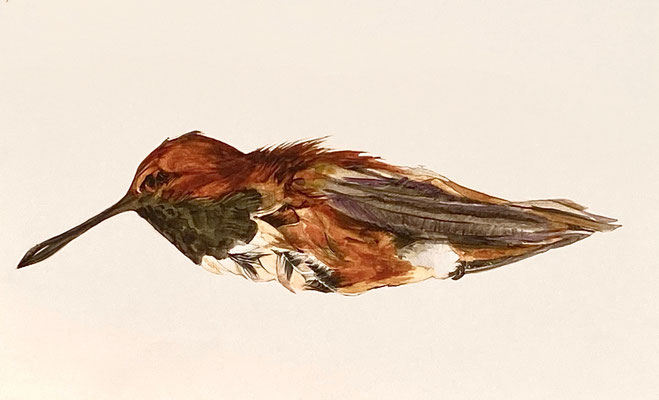 Dead Hummingbird (untitled) watercolor on paper, 5" x 8", 2020