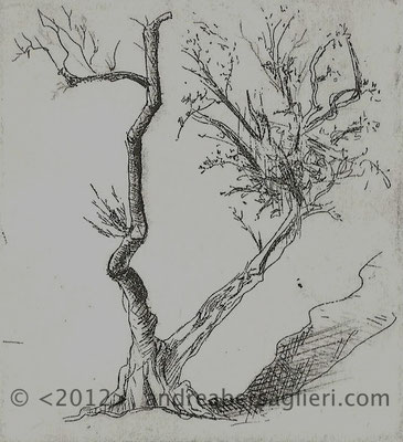 Olive Tree VII, 3x3" Drypoint and Etching, 2012