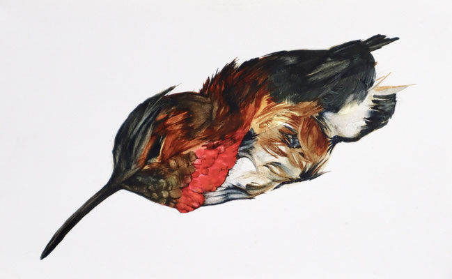 Dead Hummingbird (untitled) watercolor on paper, 5" x 8", 2020