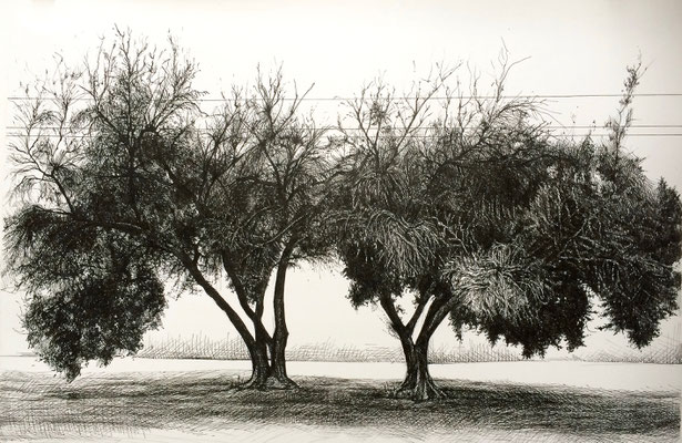 Olive Pair, ink on paper, 8" x 12", 2014