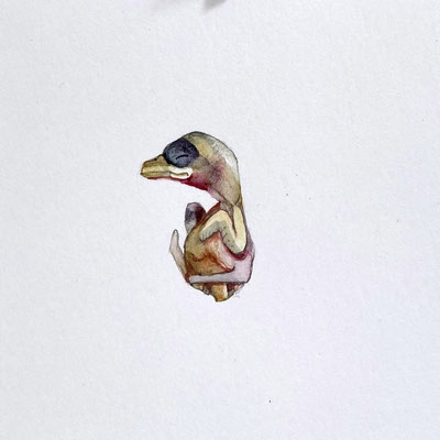 Dead Hatchling, Watercolor on paper, 2022