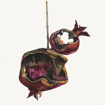 Rat Eaten Pomegranate (untitled)  watercolor on paper, 8" x 8" 2018