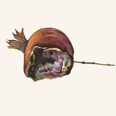 Rat Eaten Pomegranate (untitled)  watercolor on paper, 8" x 8" 2018