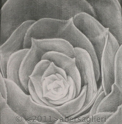Silver Succulent, silverpoint on paper, 5"x5" 2011