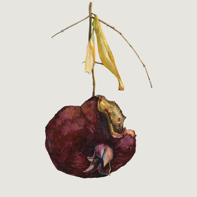 Rat Eaten Pomegranate (untitled)  watercolor on paper, 8" x 8" 2018