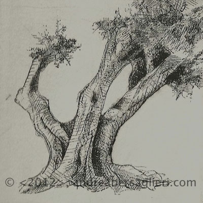 Olive Tree XII, 3x3" Drypoint and Etching, 2012