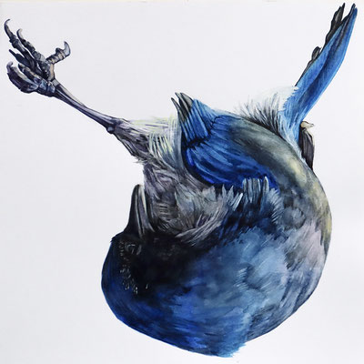 Dead Scrub Jay, Watercolor on paper, 2022