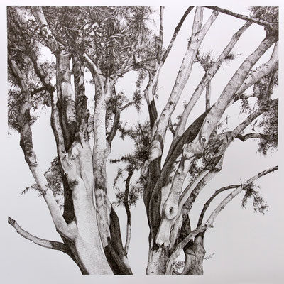 Olive Tree, ink on paper, 22" x 22" 2012