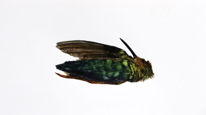 Dead Green Hummingbird, Watercolor on paper, 2022