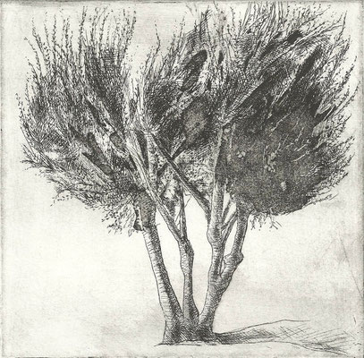 Olive Tree I, 6X6" Drypoint and Etching 2012