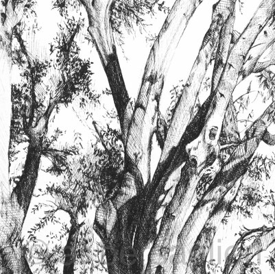 Small Olive Tree, ink on paper, 5" x 5" 2012