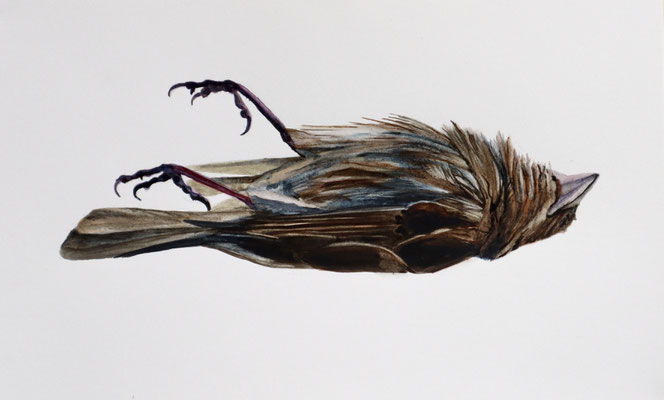 Dead Bird, Watercolor on paper, 2022