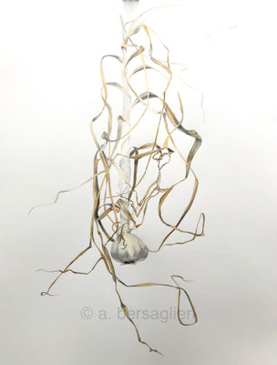 Found Garlic, watercolor on paper, 22" x 30" 2017