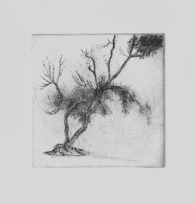 Olive Tree, 3x3" Drypoint and Etching, 2012