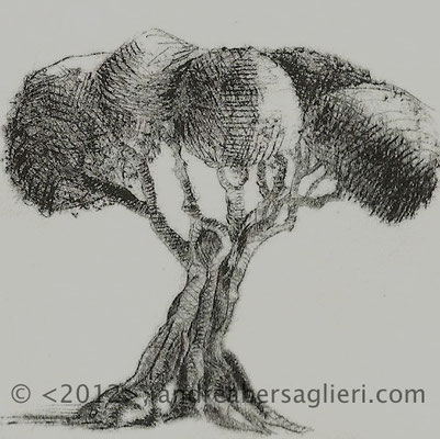 Olive Tree III, 3x3" Drypoint and Etching