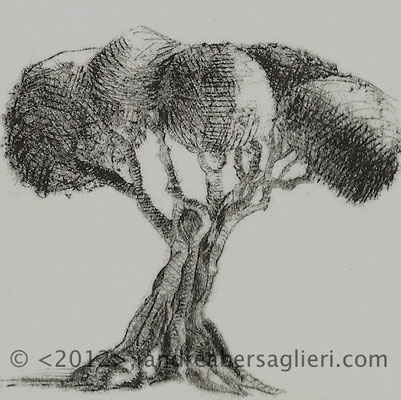 Olive Tree III, 3x3" Drypoint and Etching, 2012