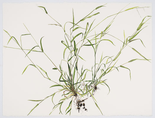 Fescue II, watercolor on paper, 22" x 30" 2018