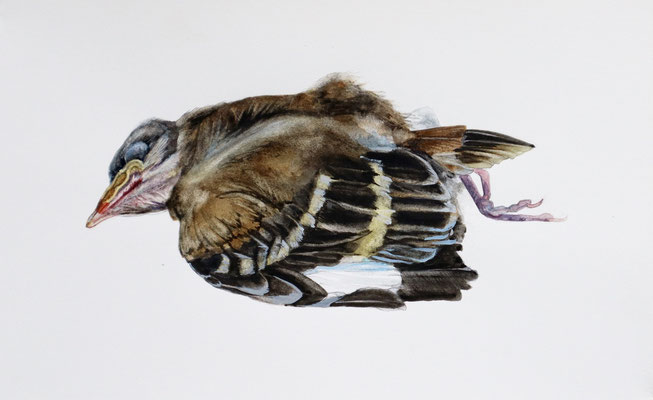 Dead Fledgling, Watercolor on paper, 2022