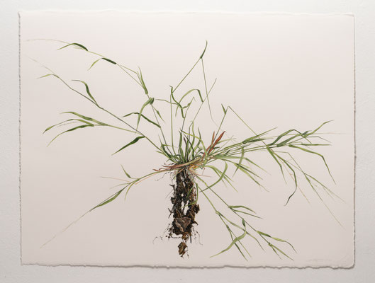 Fescue, watercolor on paper, 22" x 30" 2018