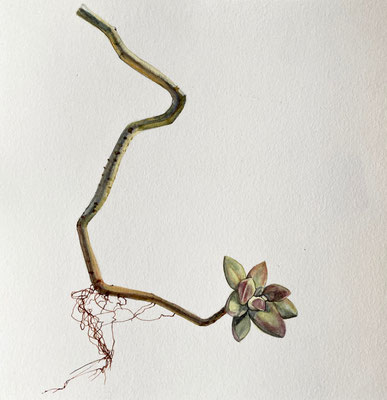 Succulent Scrap (untitled), Watercolor on Paper, 7" x 7" 2020