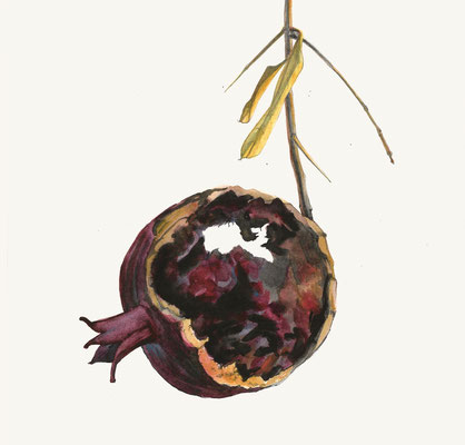 Rat Eaten Pomegranate (untitled)  watercolor on paper, 8" x 8" 2018