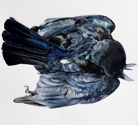 Flattened Crow, Watercolor on paper, 15" x 15" 2022