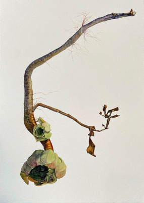 Succulent Scrap (untitled), Watercolor on Paper, 22" x 15" 2022