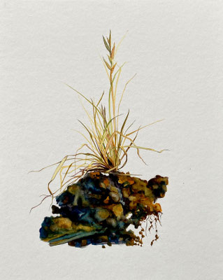 Weed w/dirt (untitled), watercolor on paper, 8" x 9" 2021