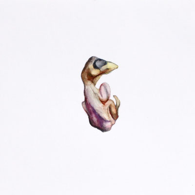 Dead Hatchling, Watercolor on paper, 2022