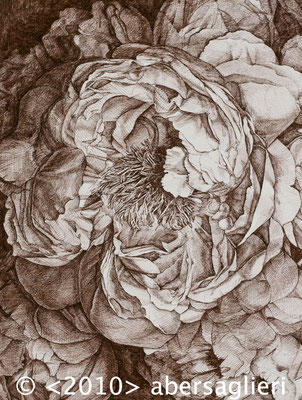 Peony, ink on paper, 12"x16" 2009