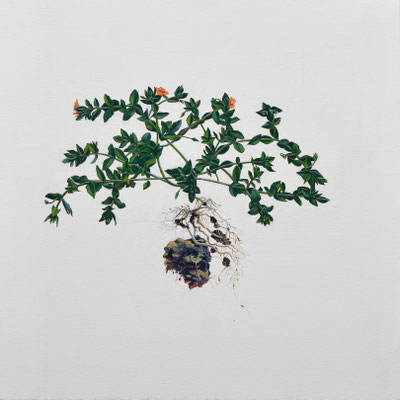 Pimpernel and Earth, 20" x 20" 2017