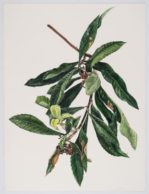 Loquat Branch, watercolor on paper, 22" x 30" 2018