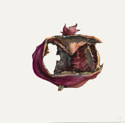 Rat Eaten Pomegranate (untitled)  watercolor on paper, 8" x 8" 2018